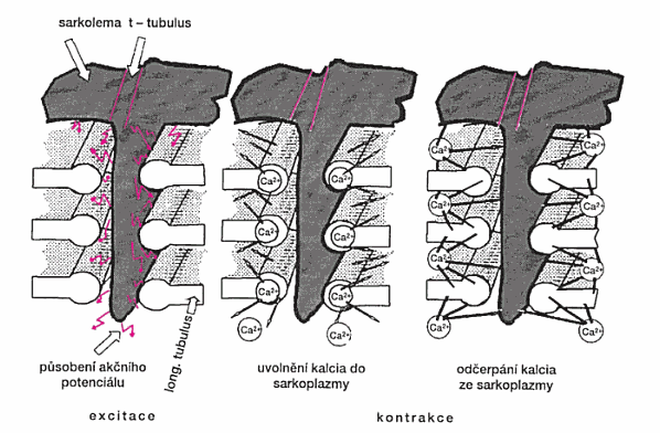 Podél T-systému, který patří k extracelulárnímu prostoru, proniká akční potenciál rychle do nitra svalového vlákna a vyvolá masivní uvolnění Ca 2+ z přilehlých longitudinálních tubulů.