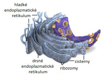 4. Vápníkem indukované uvolňování vápníku Vápníkem indukované uvolňování vápníku (v angličtině Calcium-induced calcium release CICR) je proces, kdy vápník může vyvolat uvolnění dalšího vápníku ze