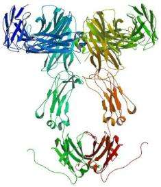 Binding proteins Antibodies Receptor proteins Small scaffold Affinity High high Can be high