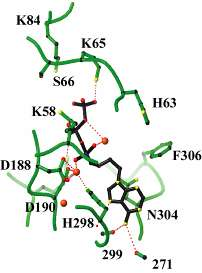 Nedávno byla určena struktura AC domény AC doména RTX hemolyzín T25 T18
