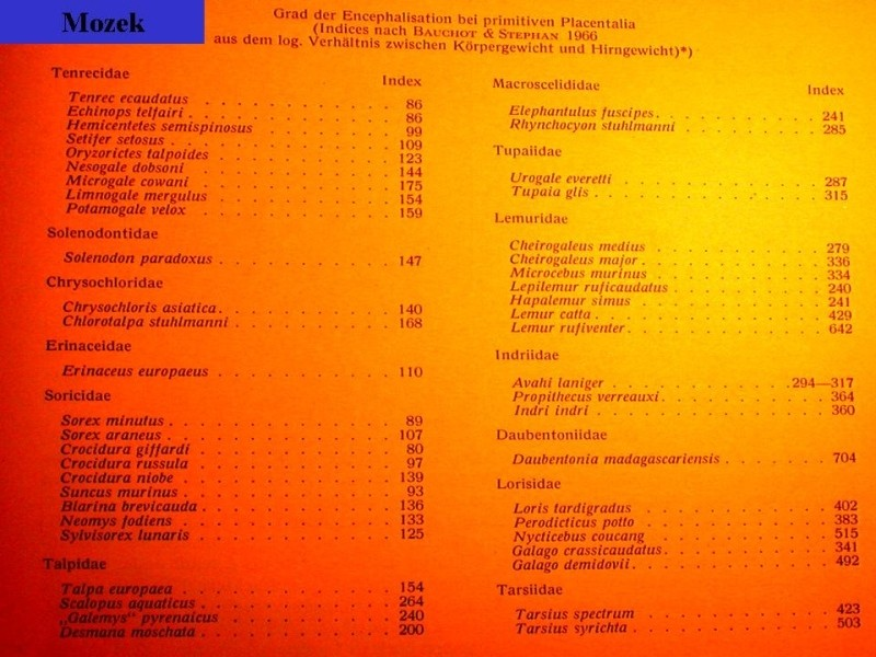 Encephalizační index