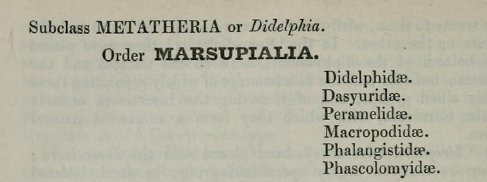 Families of existing Mammalia.