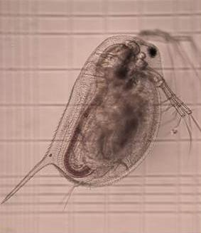 Obrázek 3: Daphnia magna (foto: VŠCHT Praha) Literatura: - ČSN EN (2005): Jakost vod. Zkouška inhibice růstu sladkovodních řas. ČNI Praha.