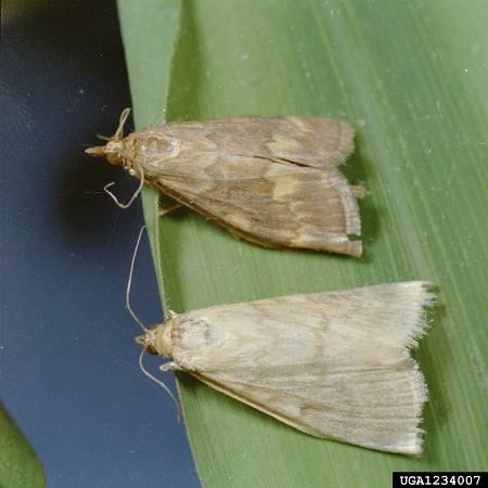 v zažívacím ústrojí určitých druhů hmyzu zacíleno na hmyzí škůdce řádu motýlů Lepidoptera - housenky se živí