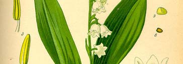 (Convallaria majalis) C A