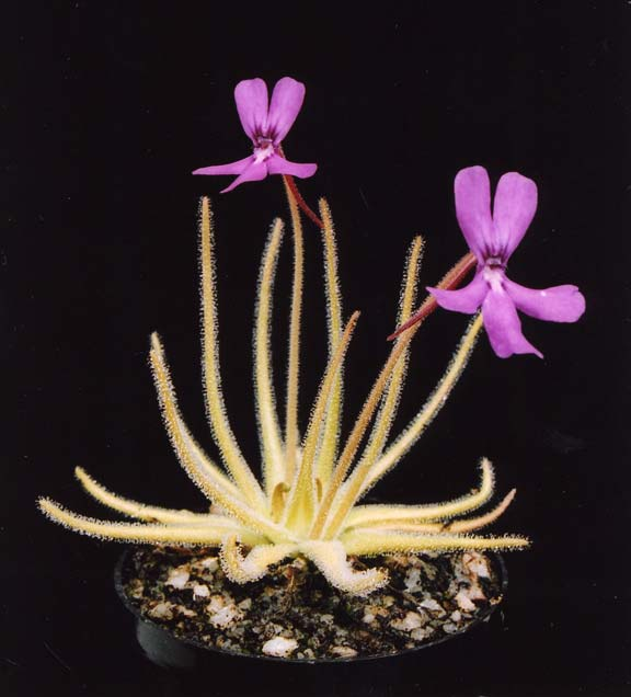 Pinguicula