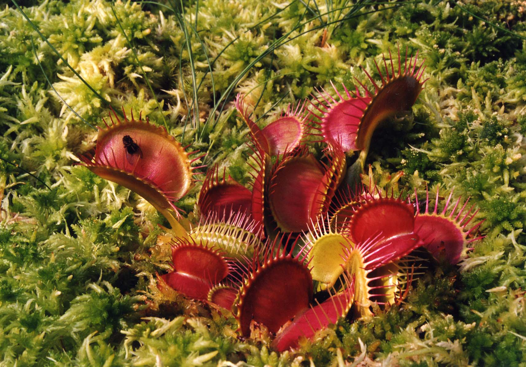 Dionaea -