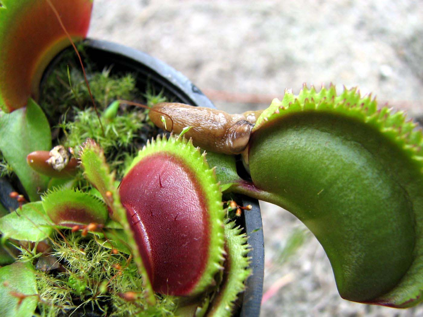 Dionaea