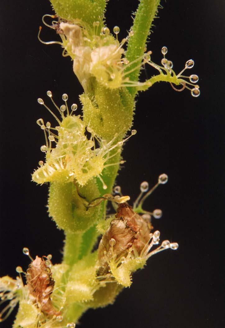 Homeotický mutant Drosera