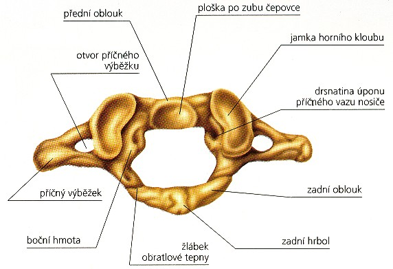 2.1.1 Krční obratle (vertebrae cervicales) Obrázek 2: Krční obratel Zdroj:http://skolajecna.cz/biologie/Sources/Photogallery_Detail.php?