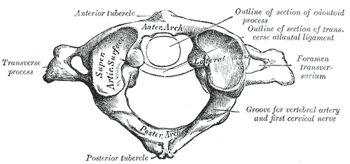 Nosič (atlas) Obrázek 3: Atlas Zdroj: https://cs.wikipedia.org/wiki/atlas_(obratel)#/media/file:gray86.