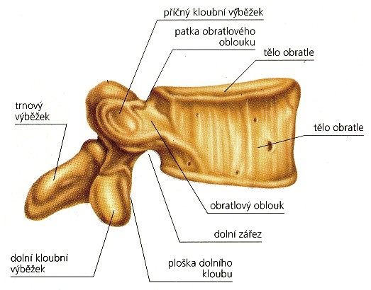 2.1.3 Bederní obratle (vertebrae lumbales) Obrázek 6: Bederní obratel Zdroj:http://skolajecna.cz/biologie/Sources/Photogallery_Detail.php?