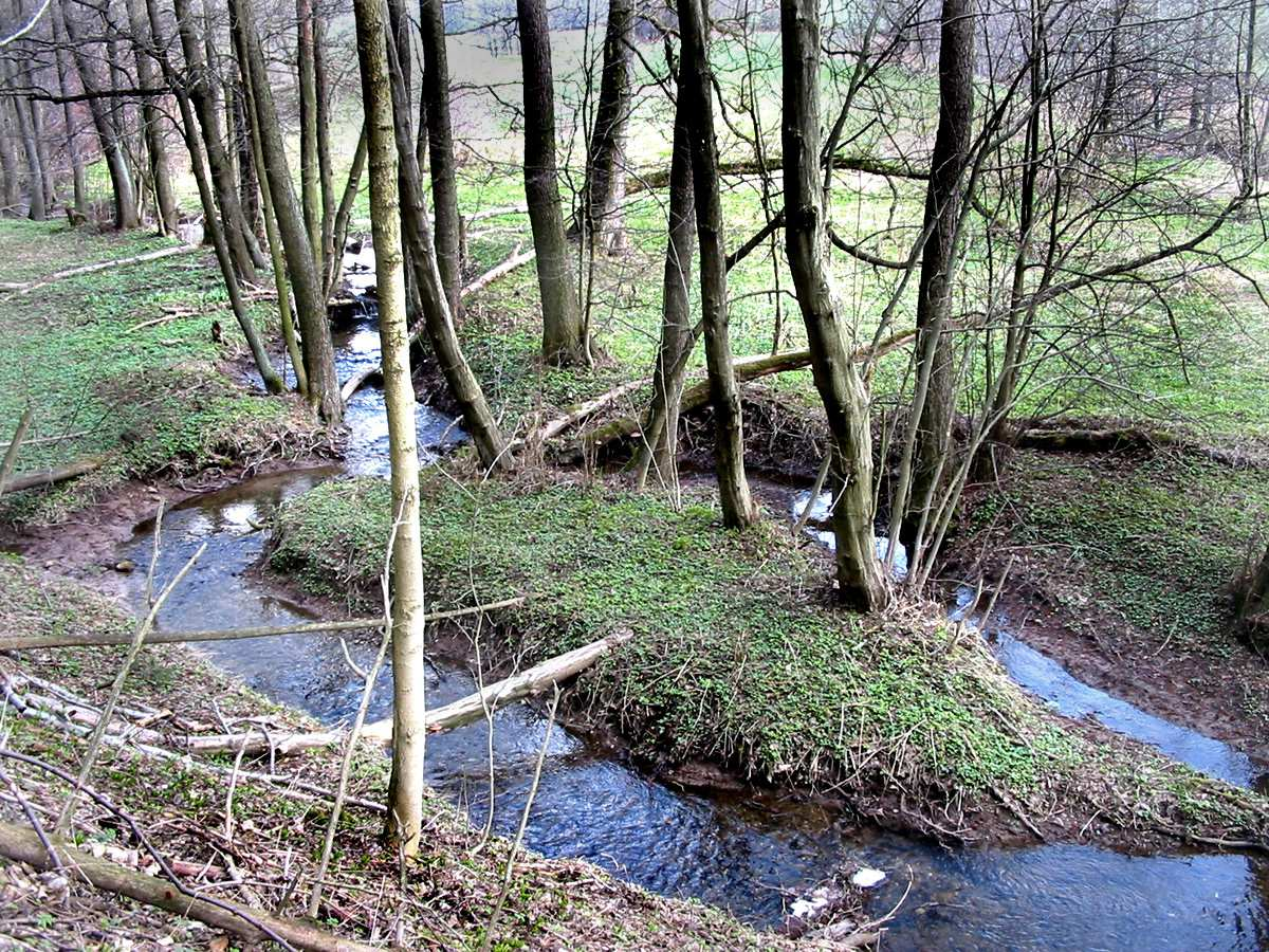 Mezi jednotlivými rameny nevznikají pohyblivé štěrkové lavice, ale stabilní větší ostrovy, setrvávající nad vodou i za kapacitního plnění koryta (korytotvorného průtoku), pokryté trvalou vegetací.