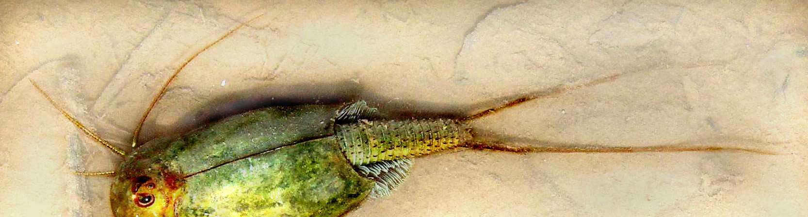 Obr. 1.17: Listonoh letní (Triops cancriformis). Tito vzácní korýši jsou typickými obyvateli periodických tůní.