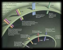 lipoproteiny a DAMPs (HSPs, kys.