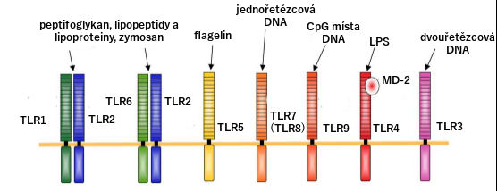 4. Toll-like receptory Obrázek 4.1: Přehled jednotlivých TLR a jejich přirozených ligandů z vnějšího prostředí (upraveno ze zdroje [45].