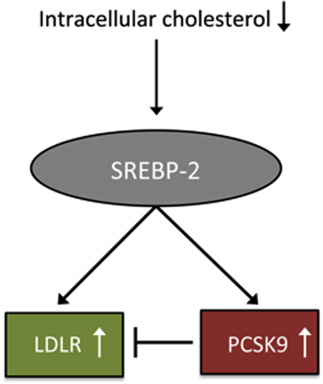 zvýšení PCSK9 může limitovat statiny indukovaný vzestup LDLR 3.