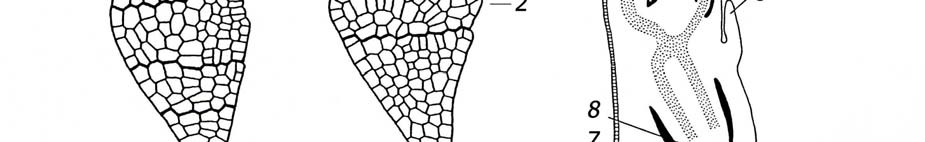 vznikající koleoptile, 3 vznikající 1. list, 4 vznikající apikální meristém prýtu I dospělé embryo, 1 skutelum, 2 koleoptile, 3 1.