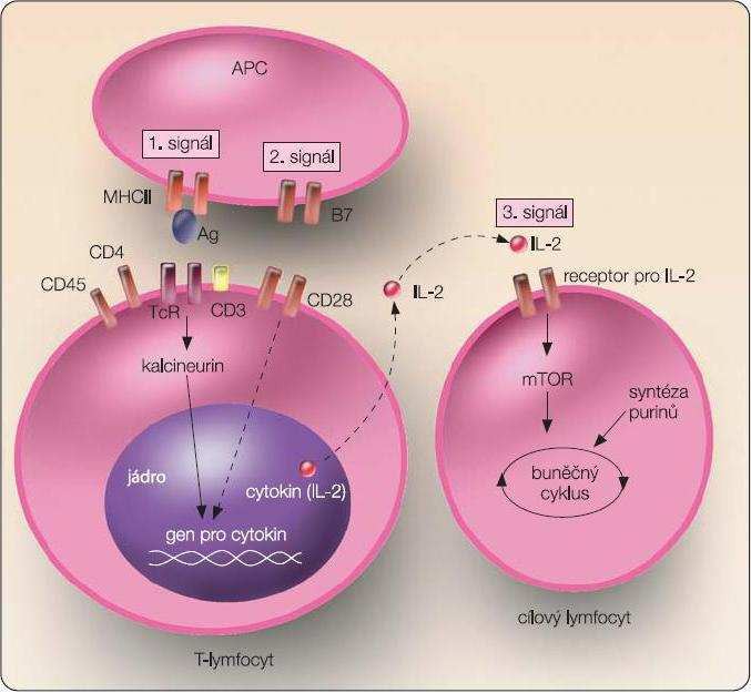 Kromě ko-stimulačních interakcí vyžaduje T-lymfocyt další aktivační podněty zprostředkované vazbou molekuly CD4 + na řetězce HLA II. třídy,