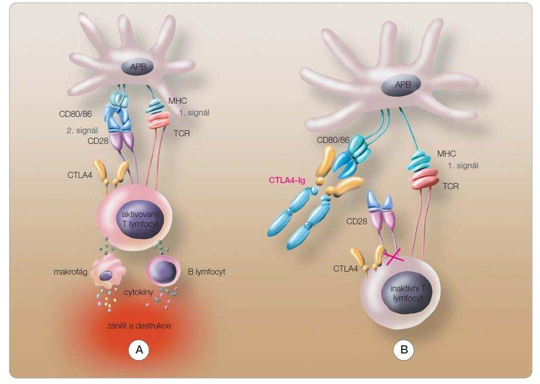 7.2 Léčiva namířená proti aktivačním markerům T-lymfocytů Léčiva této skupiny jsou namířena jen na určitou část T-lymfocytů, které mají aktivační znaky, a lze tudíž předpokládat jejich aktuální
