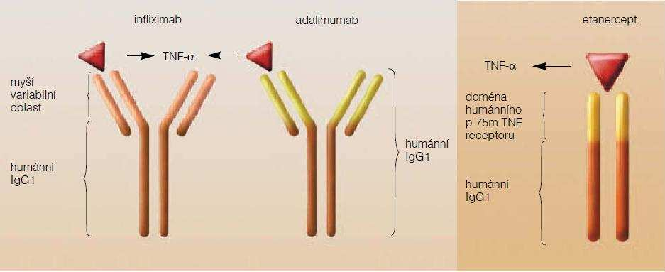 Obr. 13: Léčiva proti TNF-α (Mayer; 2005) Terapeuticky se používají v případech, kdy selhává standardní terapie, především u revmatoidní artritidy (Norambuena; 2007).