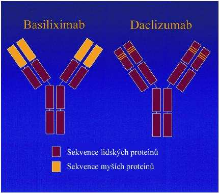 expanzi a proliferaci T-lymfocytů (Hanaway; 2000). Na klidových T-lymfocytech je receptor pro IL-2 tvořen dvěma řetězci β a γ. Po aktivaci lymfocytů se rychle dotváří další glykoproteinový řetězec α.