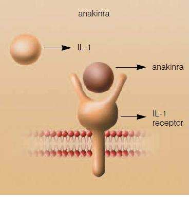 Obr. 15: Anakinra coli s vneseným genem) IL-1RA dokáže účinně tlumit působení IL-1 v rozvoji zánětu, pokud je ovšem zablokována naprostá většina (95 %) receptorů pro IL-1 aktuálně dostupných.