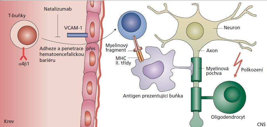 zánětu, protože hladiny VCAM-1 v cévách CNS jsou konstitučně nízké.