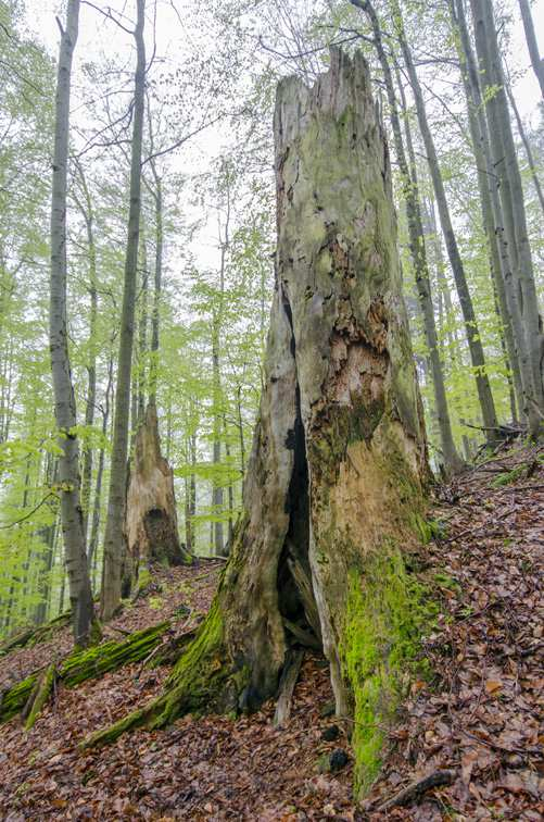 4.2. Mionší Beskydský prales v NPR Mionší (170 ha) hostí druhou velkou populaci rýhovce pralesního u nás. Vzhledem k bezzásahovému režimu zde není problém s odstraňováním mrtvého dřeva.