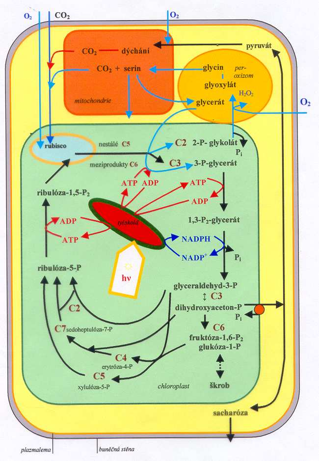 redukují oxalacetát na malát (v chloroplastech) jiné ho transaminují na aspartát (v cytosolu).