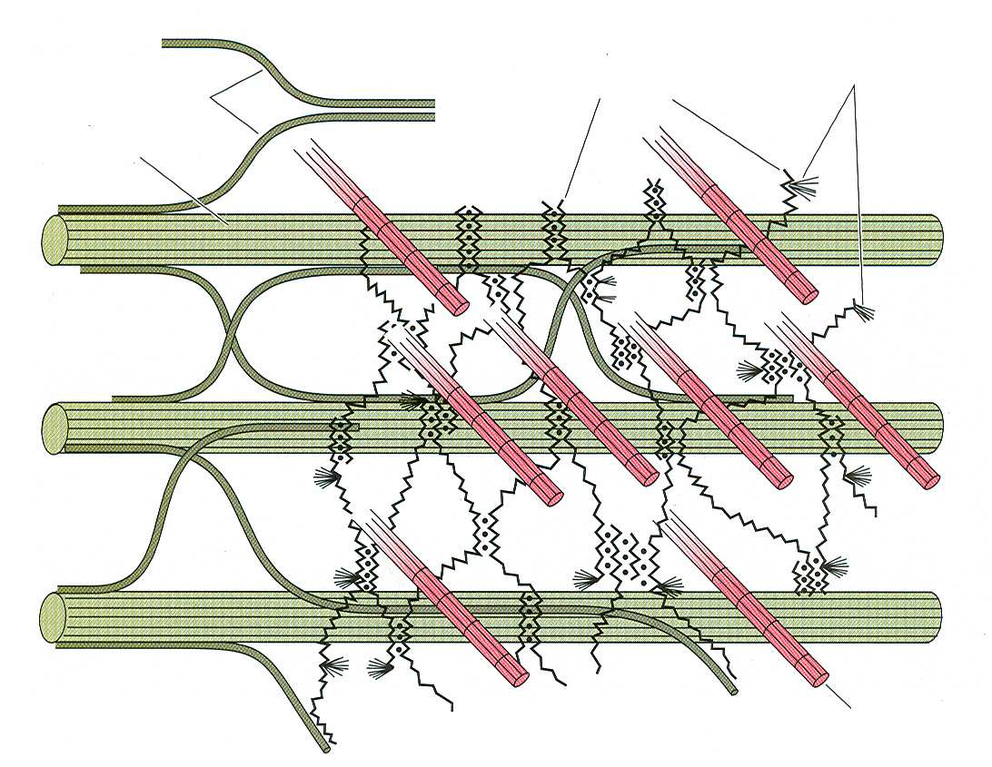 hemicelulóza celulózové mikrofibrily pektiny rhamnogalakturonan I (pektin) proteiny Obr. 3. Hlavní komponenty bunné stny (podle Taiz a Zeiger 2002) Literatura: Buchanan, B., Gruissem, W. and Jones, R.