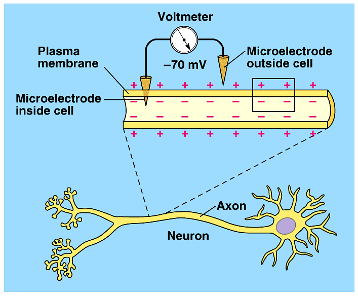 Membránový potenciál V živočišné buňce se membránový potenciál pohybuje mezi 50 mv až 100mV Znaménko -, minus, signalizuje, že