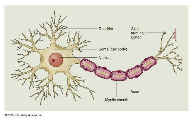 Tělo - jádro a další organely výběžky dendrity (dendron = strom) - přijímají impulsy a vedou je dovnitř těla buňky axon - obvykle mnohem