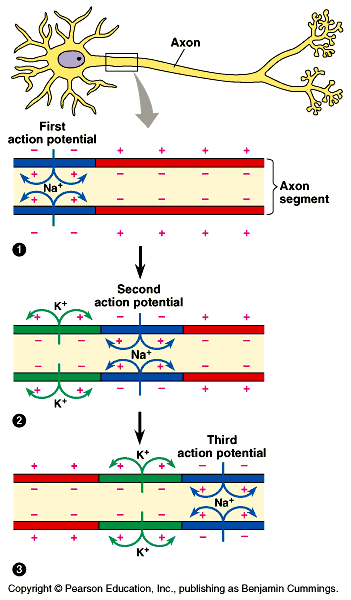 Nervový impuls postupuje axonem Akční potenciál lze přirovnat k shození první kostky domina.