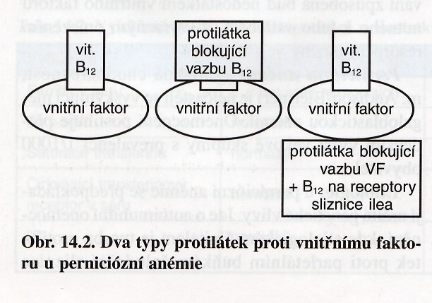 Anémie z nedostatku vitamínu B12 a kyseliny listové megaloblastické Prokázány dva typy protilátek a) brání