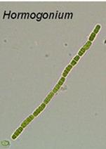 protoplastu, uvolnění buněk roztržením buněčné stěny