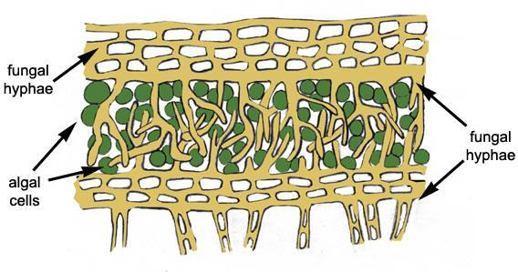 Sinice ekologie Extracelulární symbiózy - Fotobiont ve stélkách lišejníků Vlákna hub Buňky řas nebo sinic Vlákna hub - V