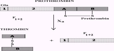 Molekula prothrombinu je v zásadě tvořena dvěma částmi: první se nazývá fragment F 1+2, druhou část tvoří prethrombin.