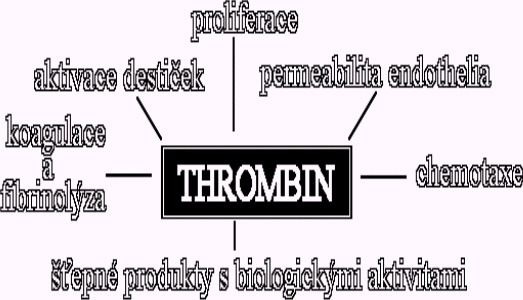 V. Současně, po vazbě na thrombomodulin, přispívá k zastavení vlastní produkce: Aktivita thrombinu je inhibována ještě speciálními inhibitory.