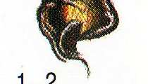 4) netopýr jižní Pipistrellus kuhlii 2 1 vpravo nahoře: Určovací znaky na boltcích P. pipistrellus (aa, 1.), P.