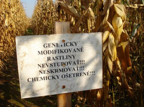 GMO kukurica sa na Slovensku pestuje na ploche o 55% menšej ako v 2008 V minulom roku sa geneticky modifikovaná kukurica pestovala na ploche 1930,87 hektára.