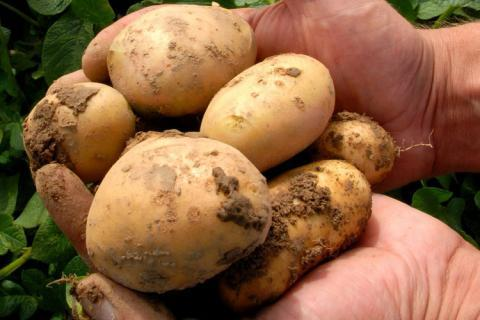 Po GMO kukurici začíname pestovať i zemiaky 2.