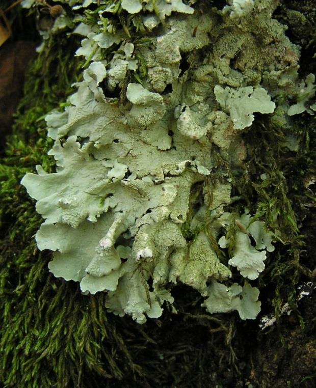 Biogeografie studuje minulé a současné rozšíření