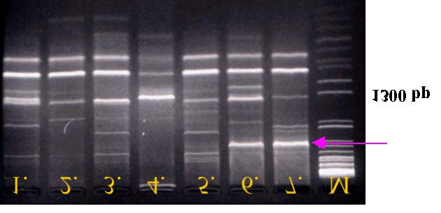 Obr.3 Elektroforeogramy 7 rodičovských genotypů po analýze RAPD markerem H30, (1) Chevron, (2) PEC 210, (3) CI 4196, (4) Zao Zhou 3, (5) 6 NDRFG-1, (6) Foster, (7) PI 383933.