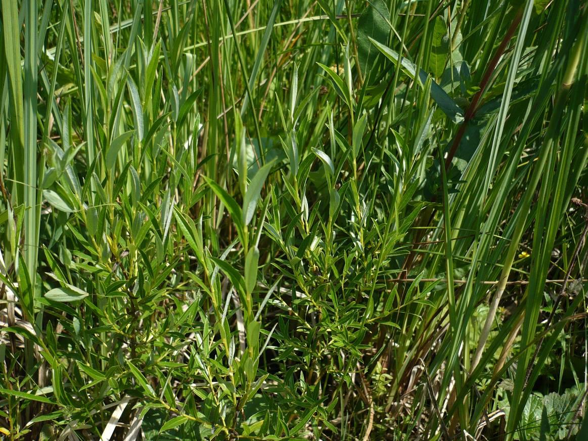 (Cirsium rivulare) GPS: 49 55'12.913"N, 18 4'16.