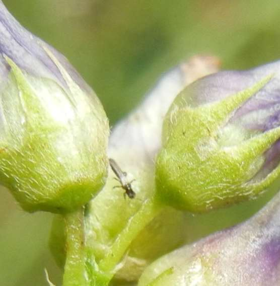 Třásněnka vojtěšková Odontothrips confusus vývoj škůdce začátkem května první dospělci, samičky kladou vajíčka do vrcholových částí lodyhy vojtěšky ve druhé dekádě června za 7-9 dní se líhnou larvy 1.