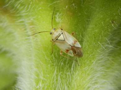 Klopuška světlá vývoj škůdce dospělec je 7-9 mm velký, ze spodu zelený, polokrovky hnědé a na předohrudi dvě černé skvrny
