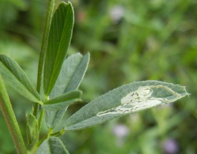 medicaginis Vrtalky Phytomyza atricornis, Agromyza frontella,