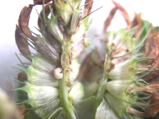 larva