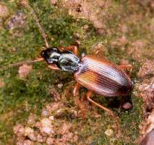 lesklý (Bembidion